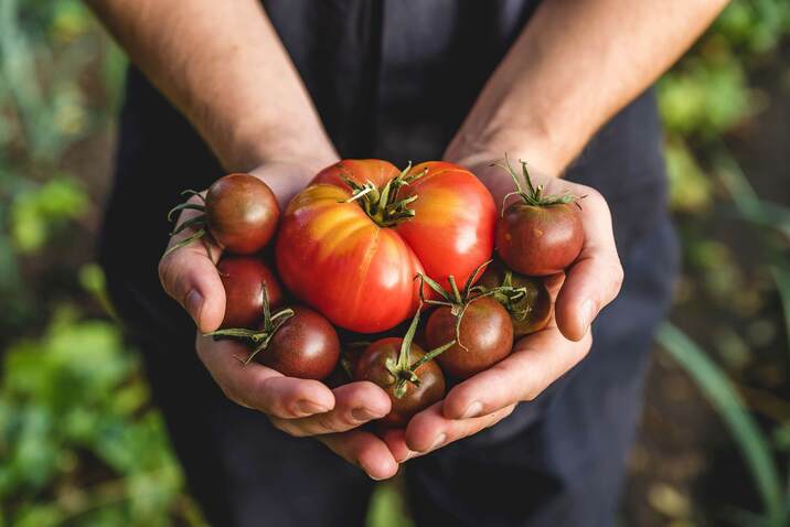 Tomaten in Händen