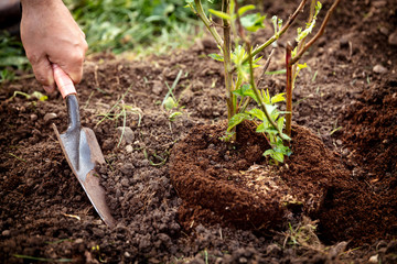 Mann beim Einpflanzen von Pflanzen im Garten, Gartenarbeit und Brombeerstrauch 