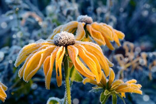 Blume Sonnenhut mit Rauhreif