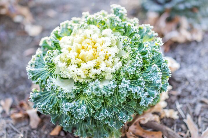 Kohl im Winter-Gemüsegarten