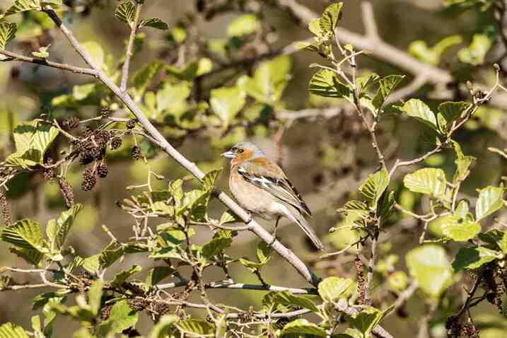 Buchfink in Hecke