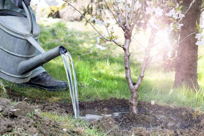 Frühling ist Pflanzzeit, Mann gießt blühenden Strauch