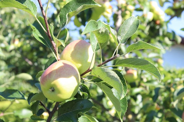 Apfel am Baum Apfel am Baum