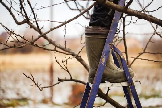 Baumschnitt; Mann mit Stiefeln auf einer Leiter