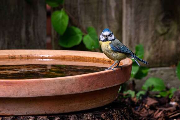 Blaumeise an Vogeltränke