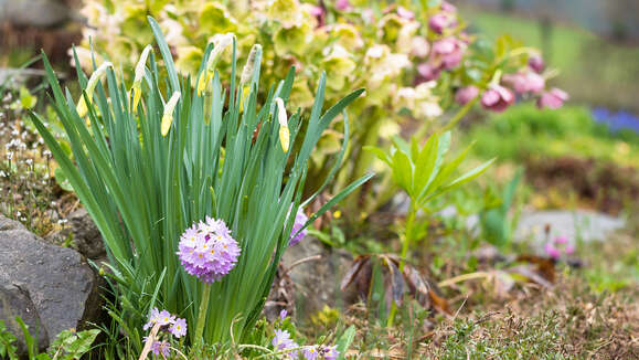 Blumenbeet im Frühling