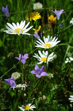 Blumenwiese