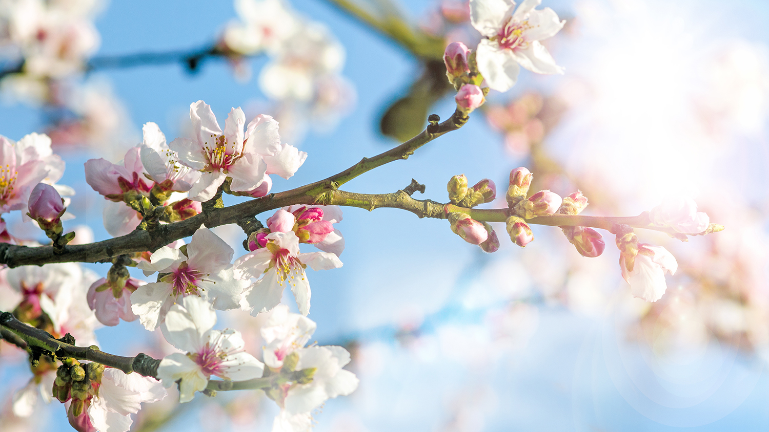 Kirschblüten vor blauem Himmel