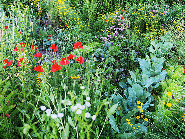 Blumen und Gräser Blumen und Gräser