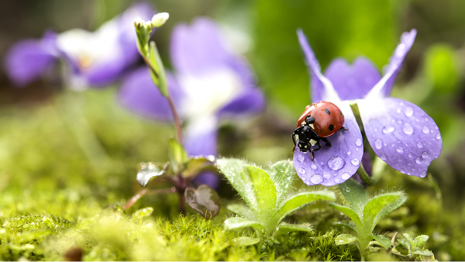 Marienkäfer auf Blumen sitzend