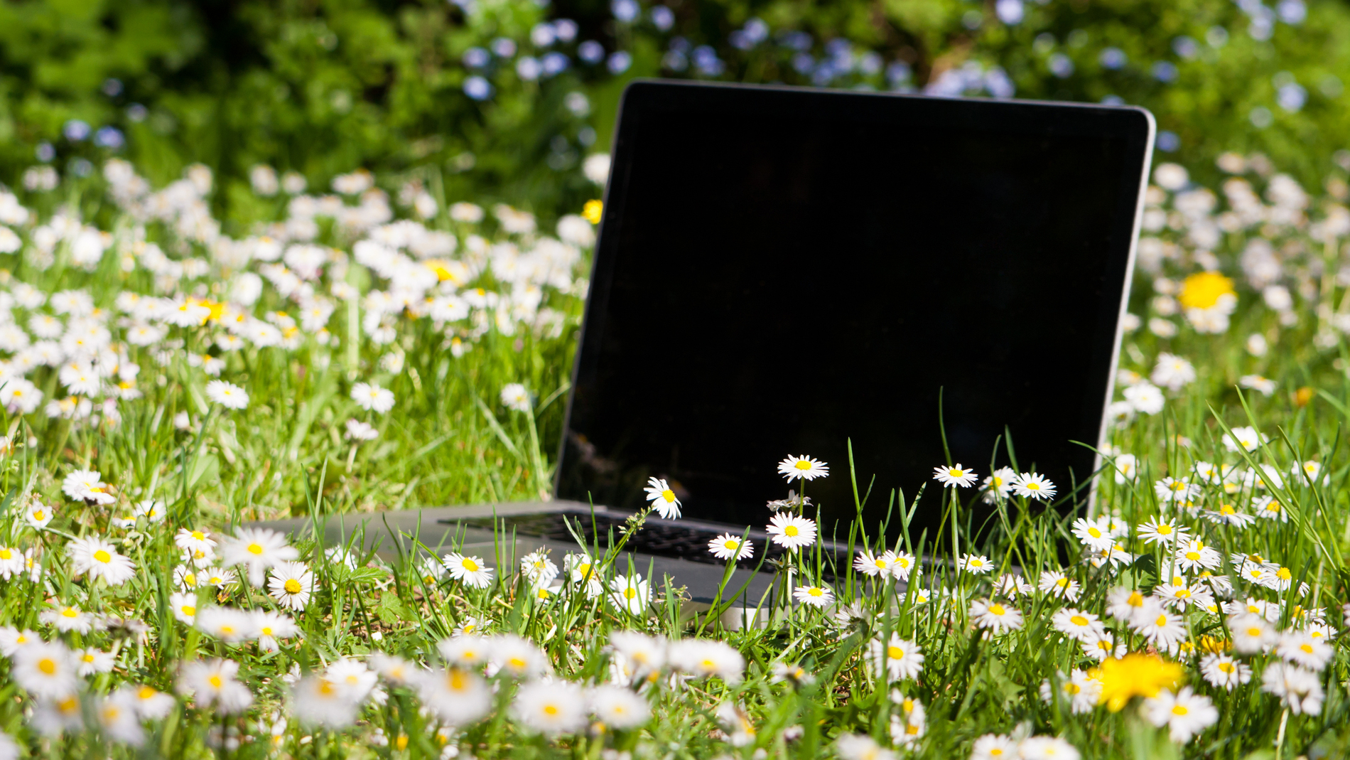 Notebook auf einer Wiese