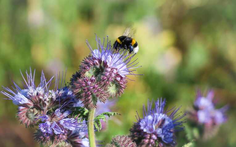 Gründündung, Lilia Blume mit Hummel