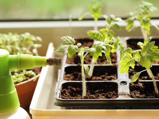Tomatenpflanzen werden auf Fensterbank gezüchtet