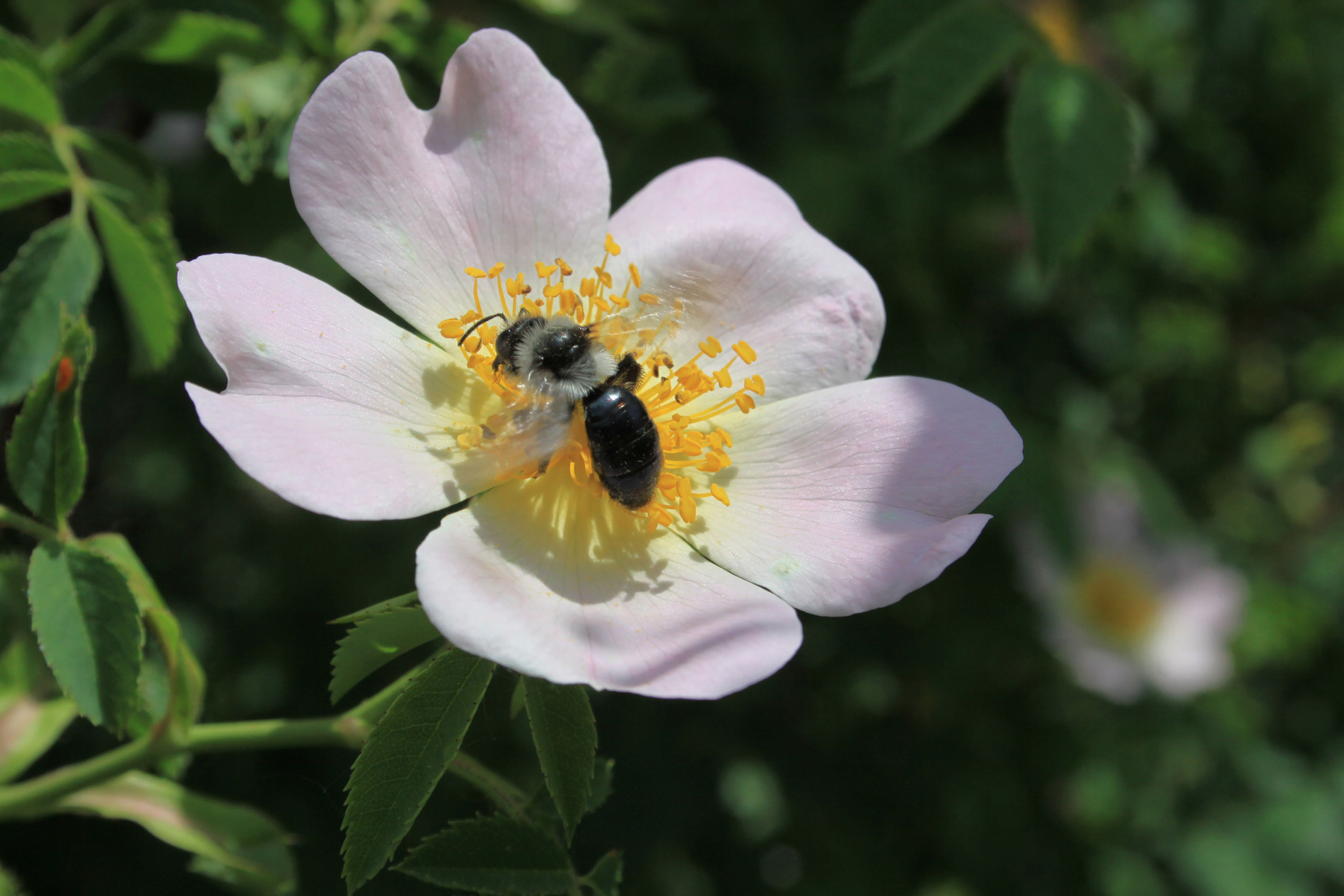 Wildbiene auf Rosa Canina