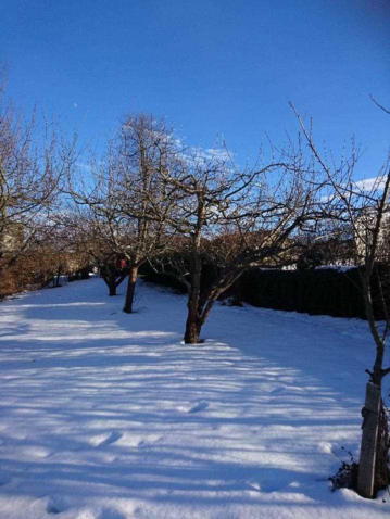 Winterlicher Obstgarten