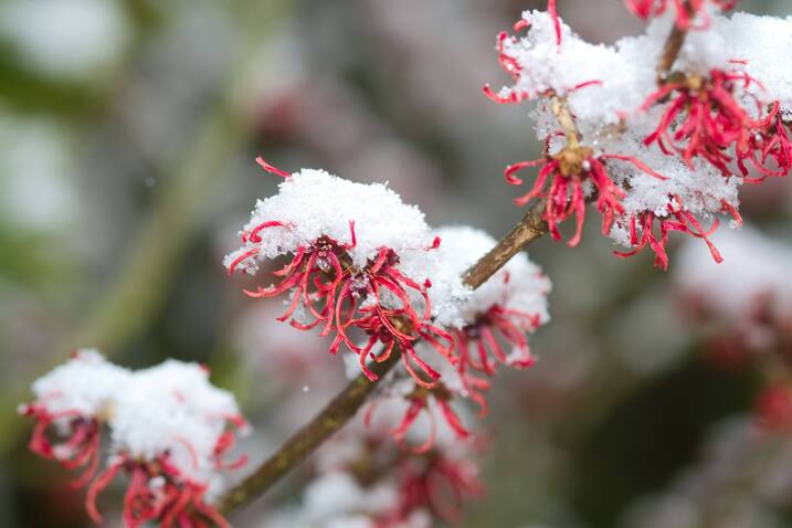 Zaubernuss-Blüten im Schnee