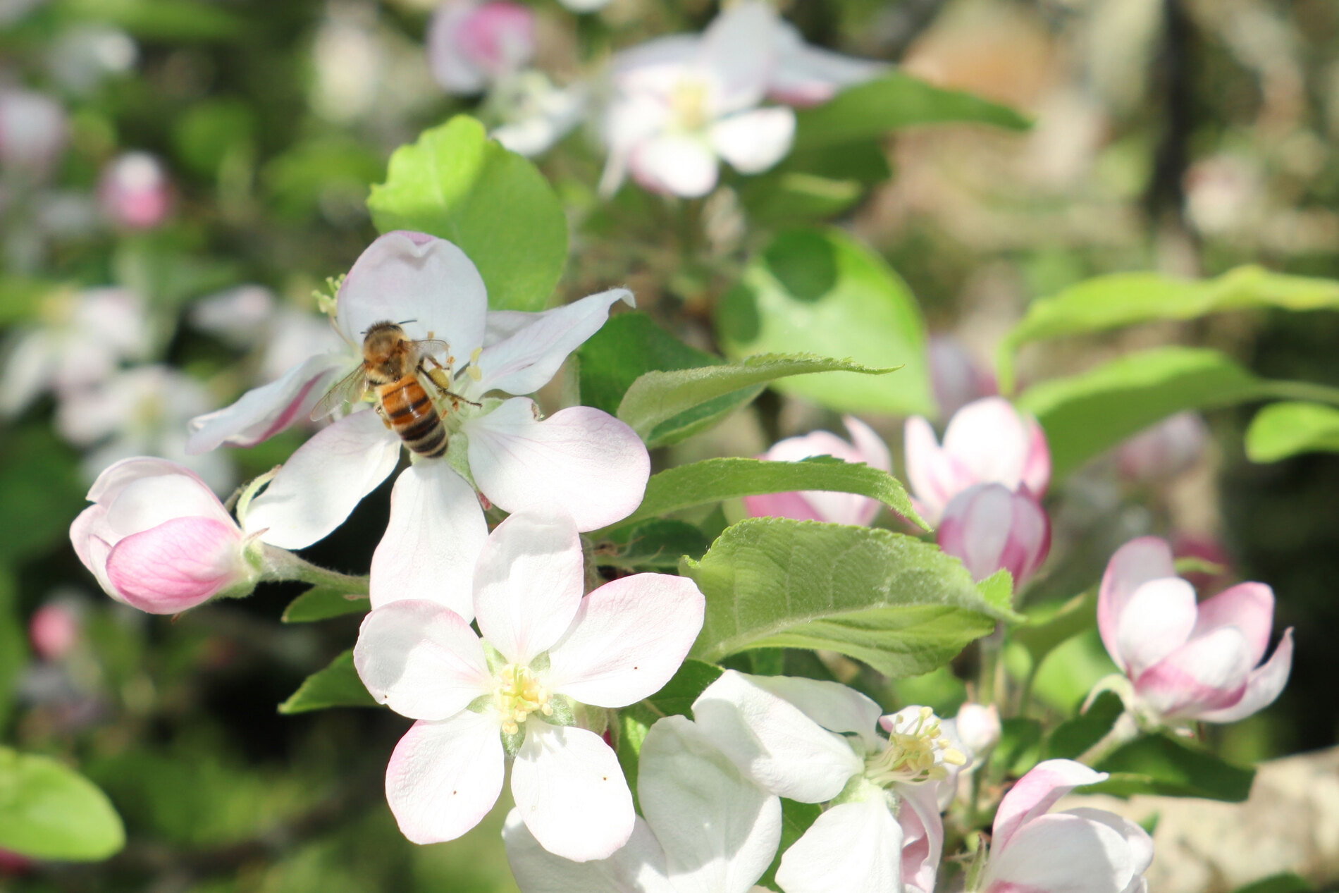 Biene auf Kirschblüte