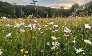 Blumenwiese