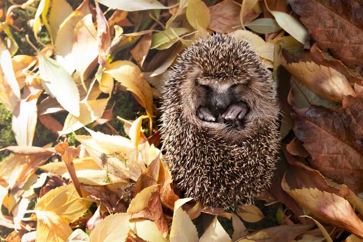 Igel im Laubhaufen