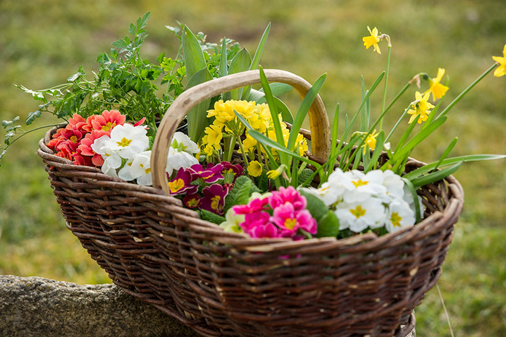 Korb mit Frühlingsblumen