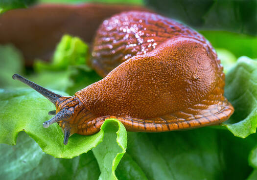 Schnecke auf einem Salatblatt