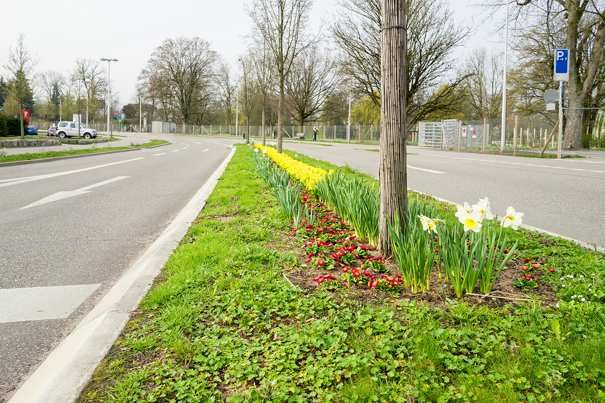 Bepflanzte Verkehrsinsel in der Stadt 